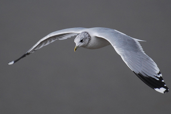 Photo of seagull