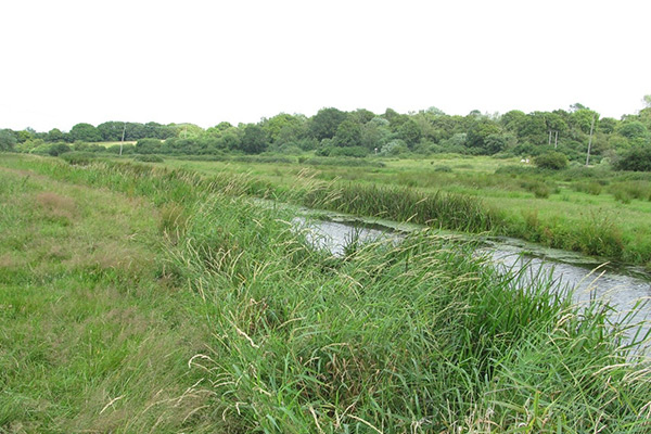 Photo of swampland